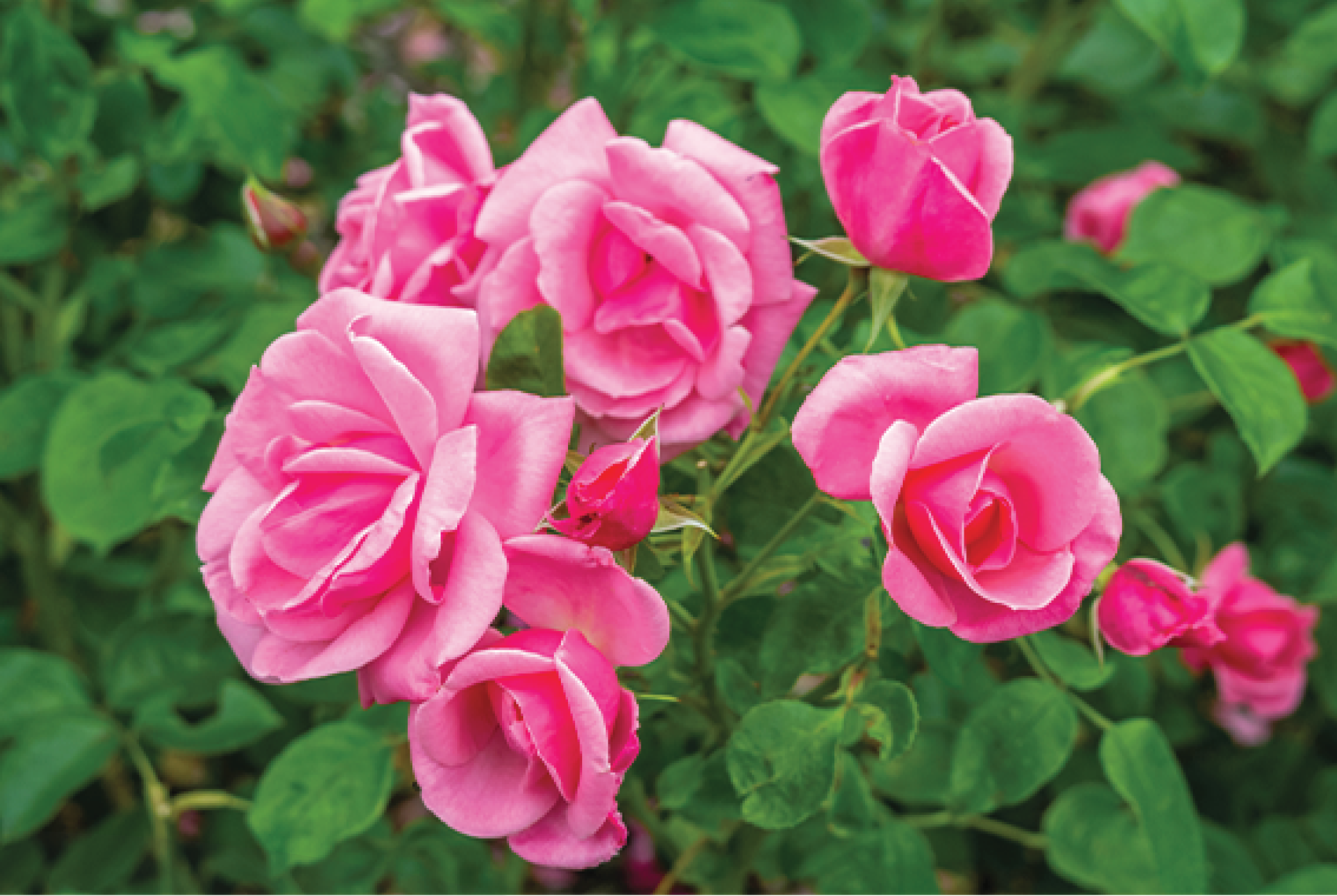 WHY CHAITRI ROSE IS THE CROWN JEWEL OF INDIAN SKINCARE