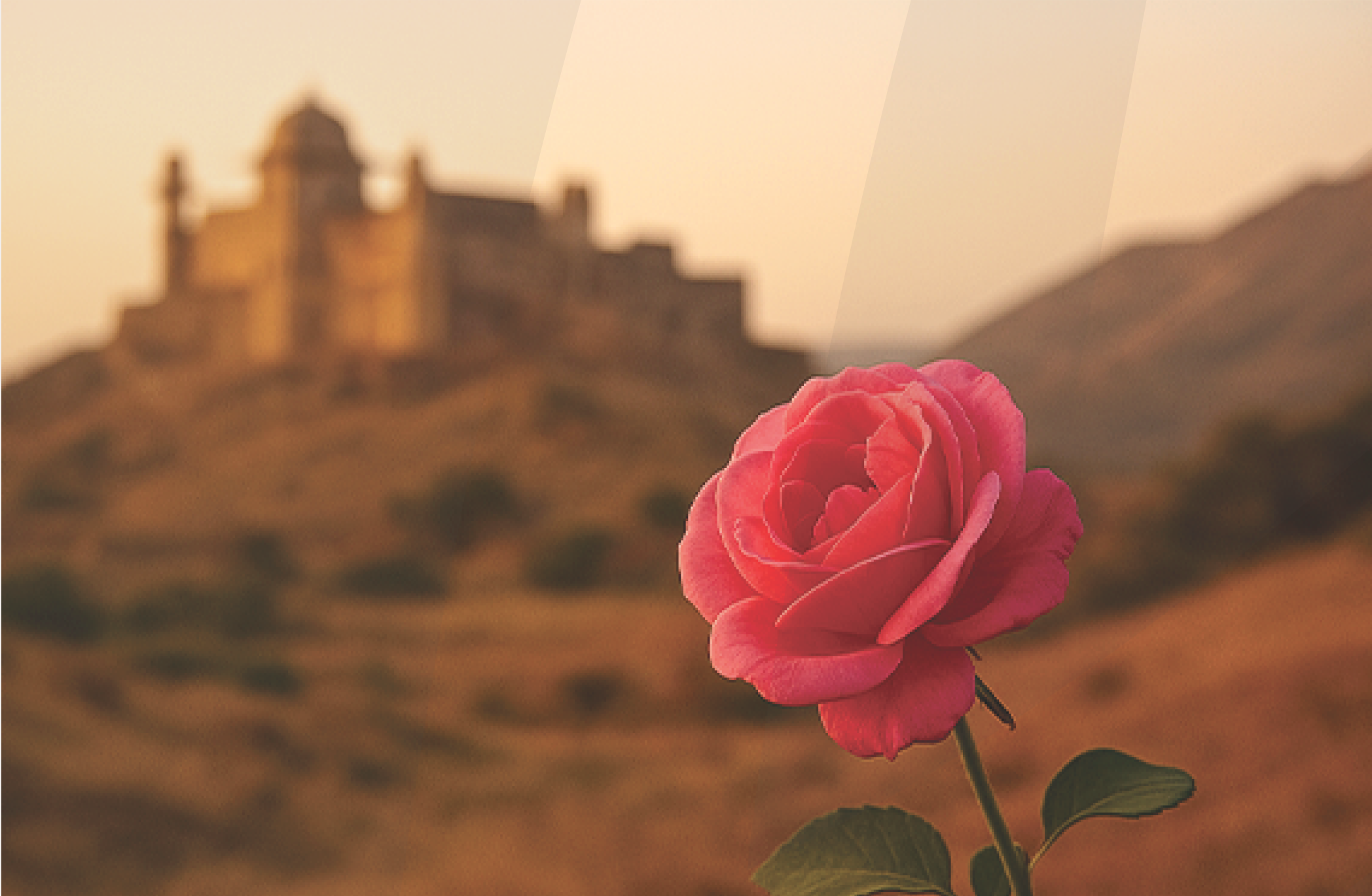 THE LEGACY OF THE CHAITRI ROSE A BLOOM WHERE VALOR ONCE REIGNED